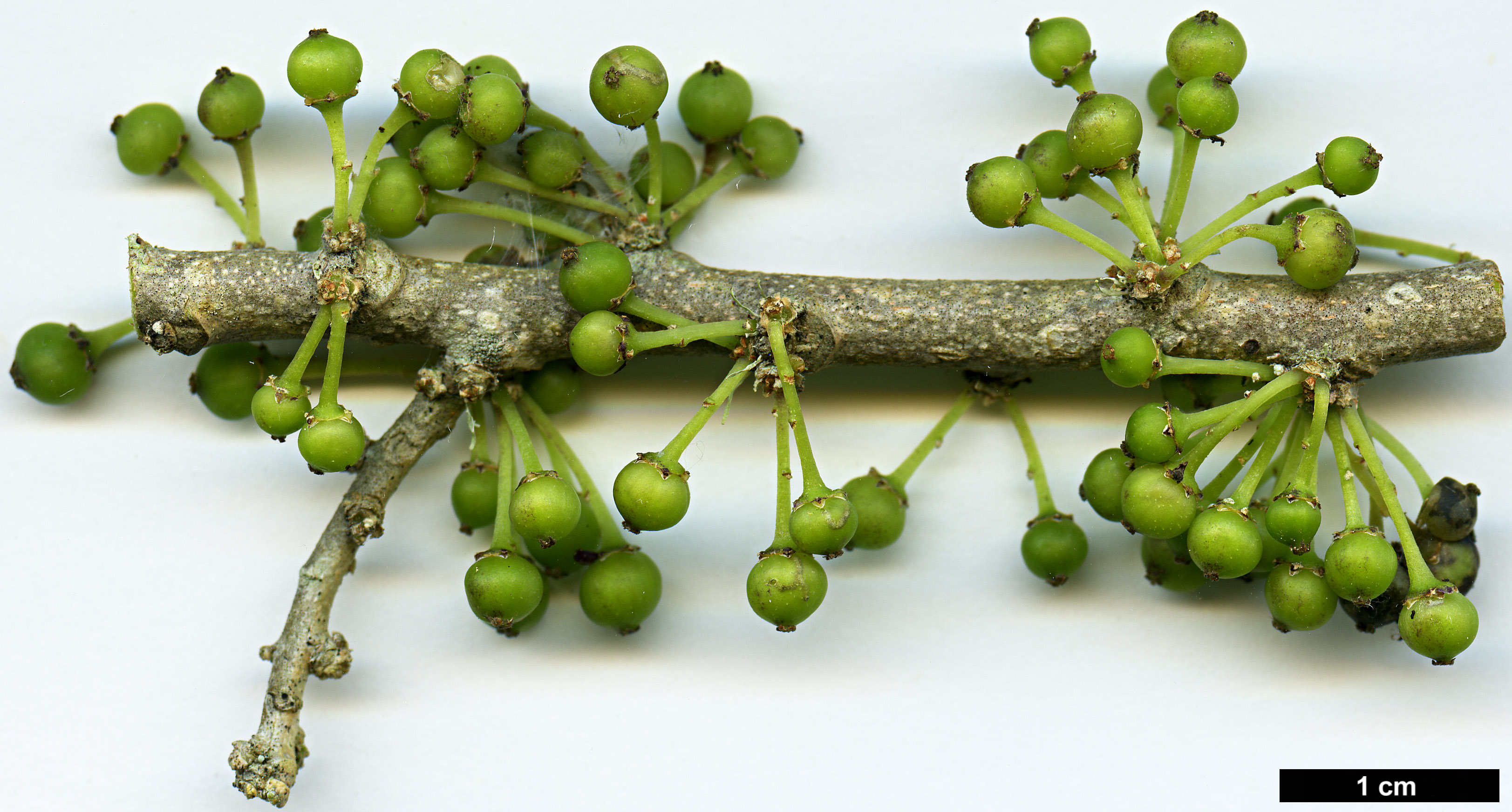 High resolution image: Family: Violaceae - Genus: Melicytus - Taxon: ramiflorus